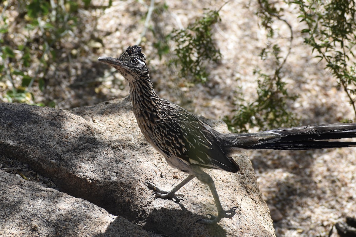 Greater Roadrunner - ML620594616
