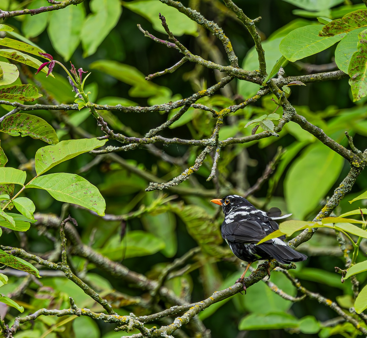 Eurasian Blackbird - ML620594617