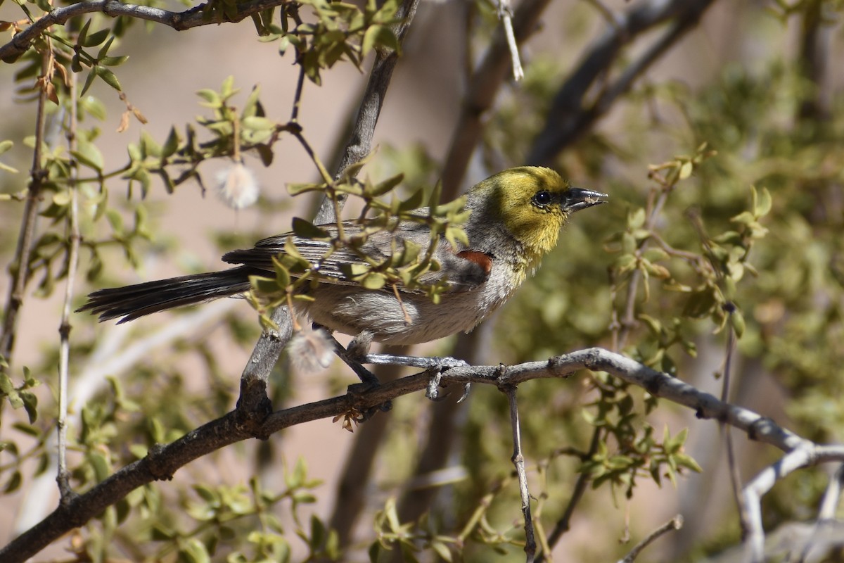 Verdin - ML620594627