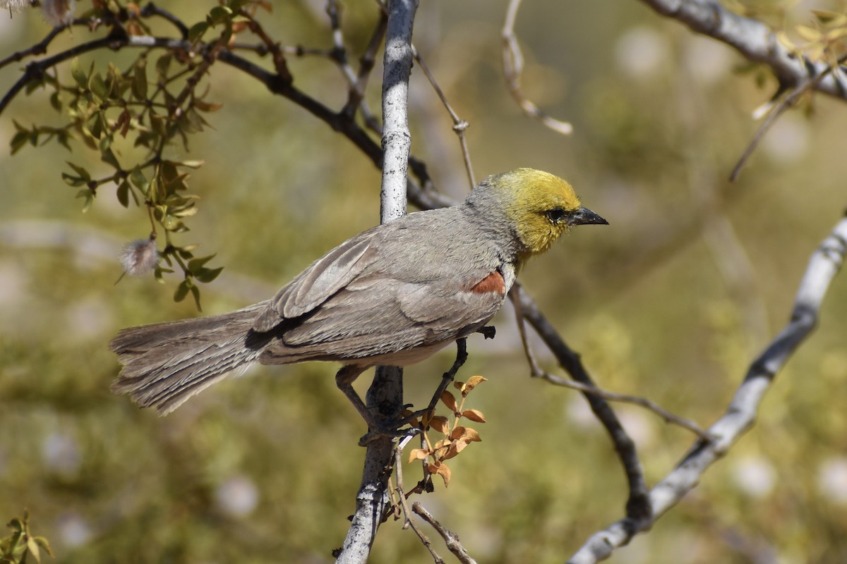 Verdin - ML620594628