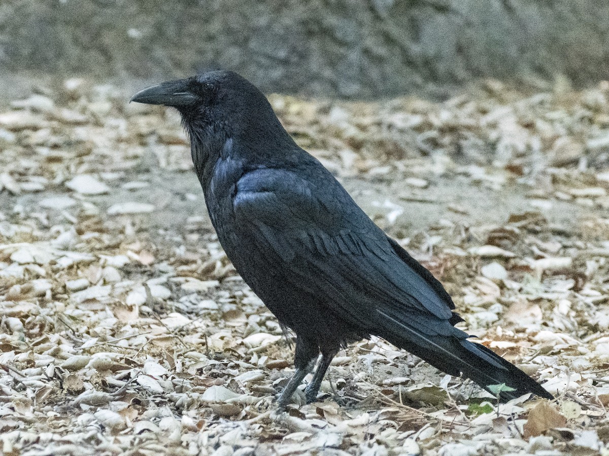 Common Raven - ML620594636