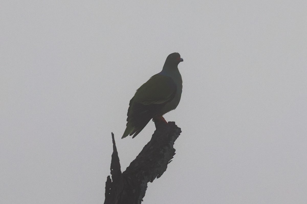 African Green-Pigeon - ML620594637