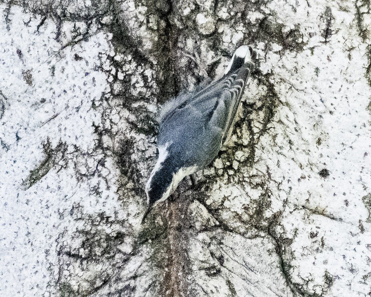White-breasted Nuthatch - ML620594641
