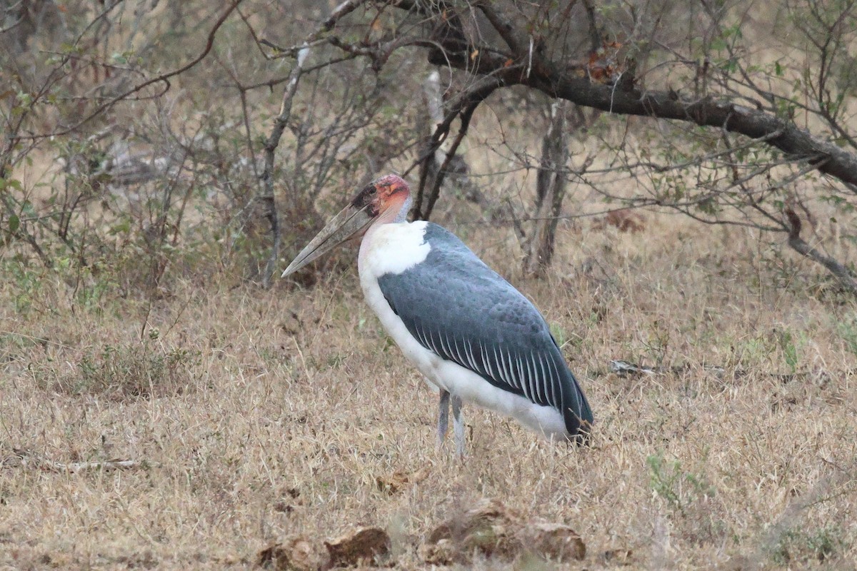 Marabou Stork - ML620594642