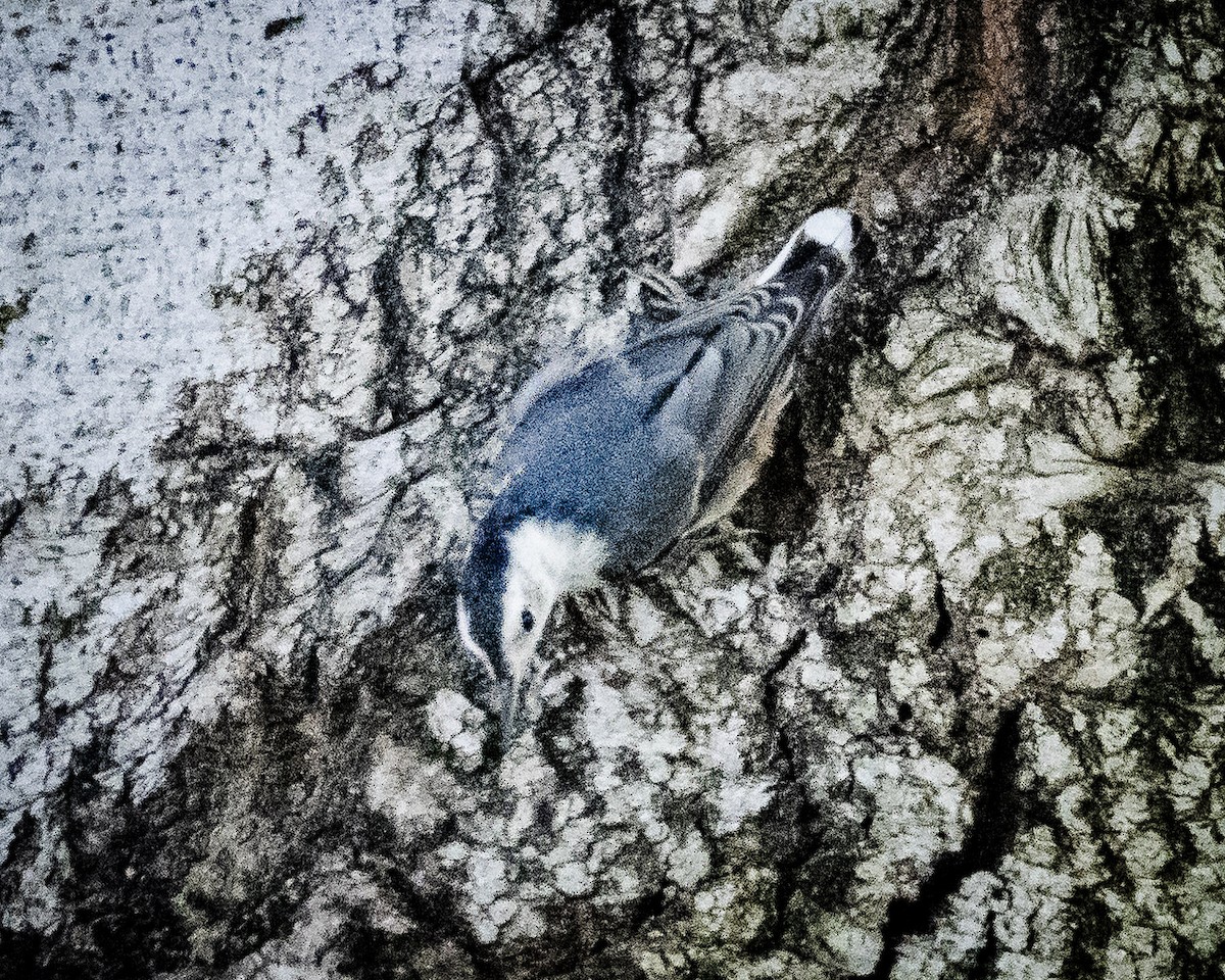 White-breasted Nuthatch - ML620594643