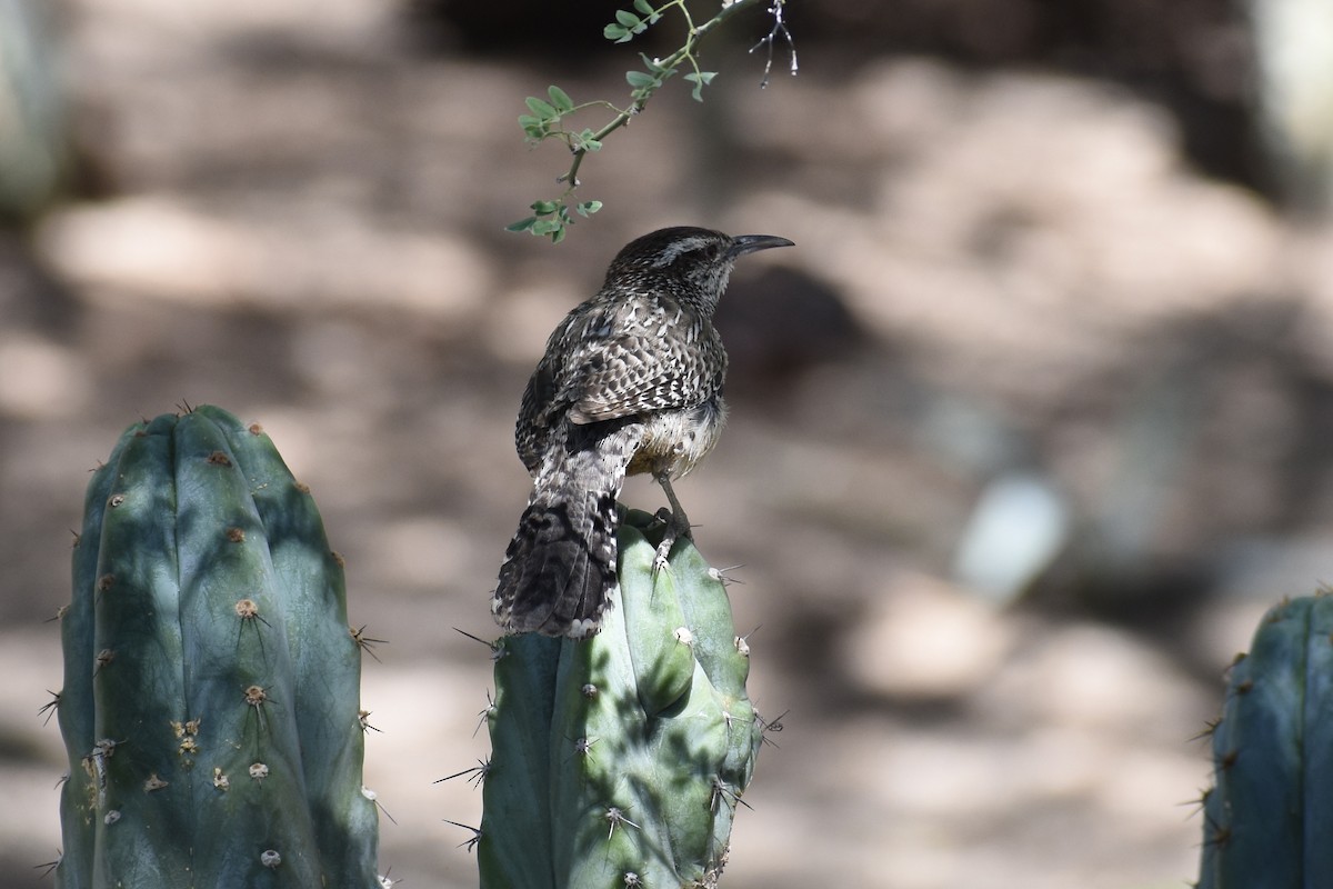 Cactus Wren - ML620594644
