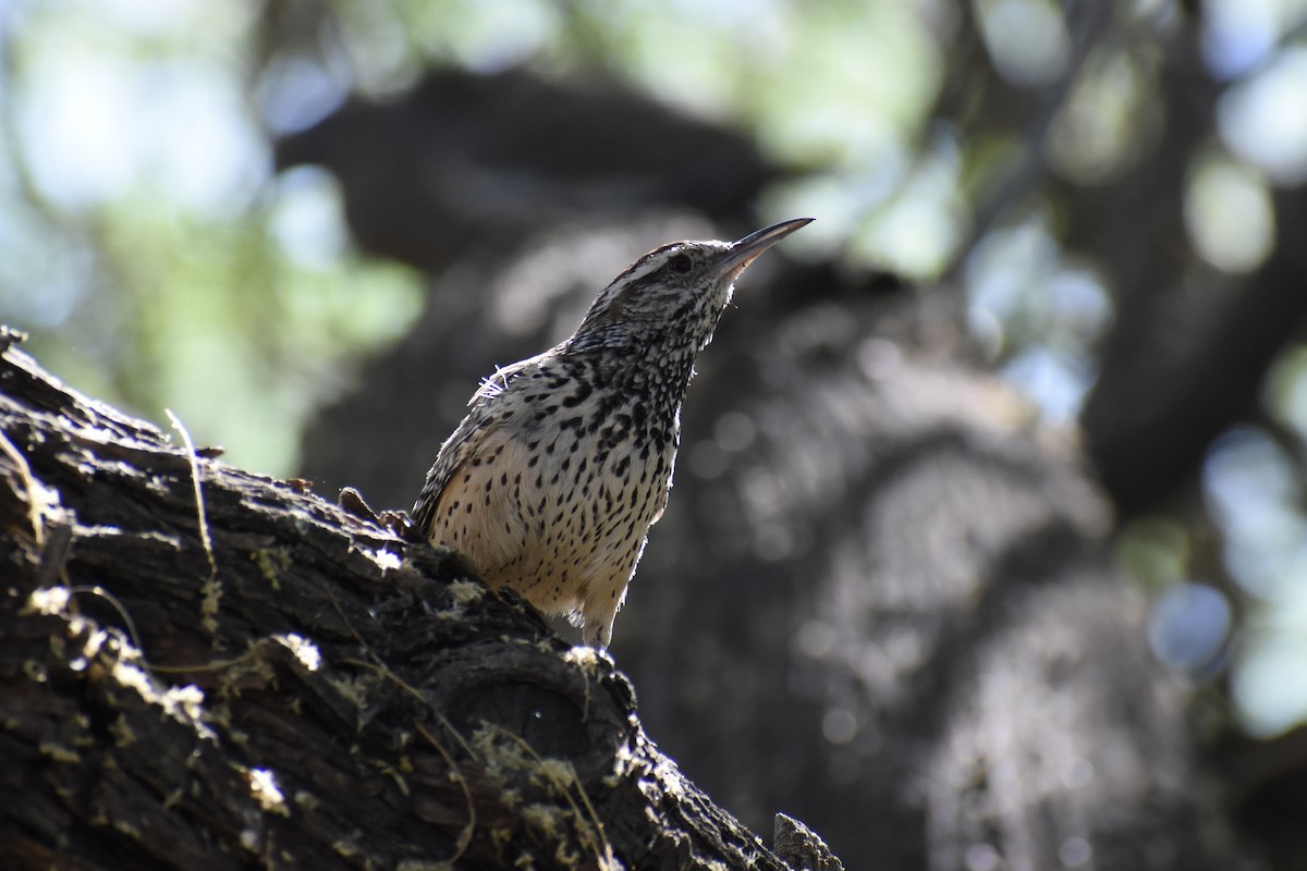Cactus Wren - ML620594645