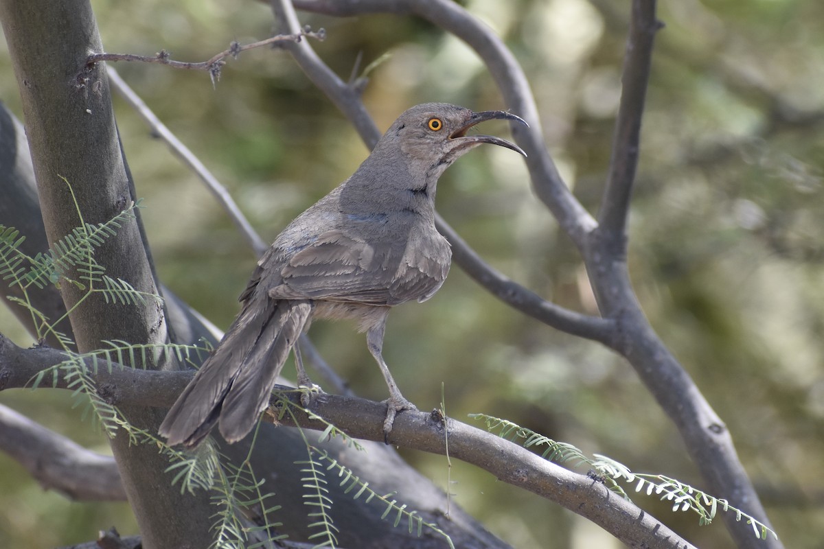 Curve-billed Thrasher - ML620594655