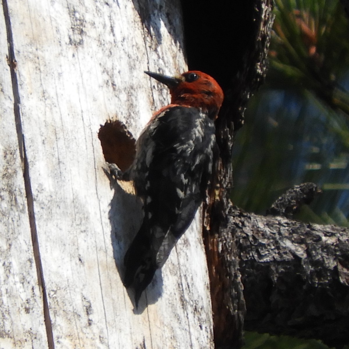 Red-breasted Sapsucker - ML620594658