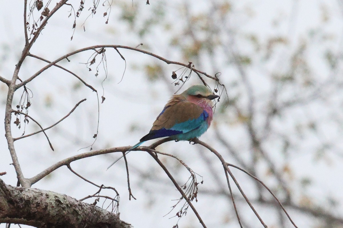 Lilac-breasted Roller - ML620594661