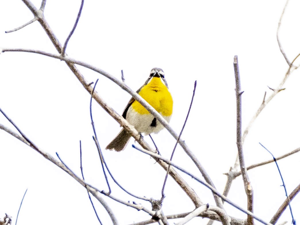 Yellow-breasted Chat - ML620594671