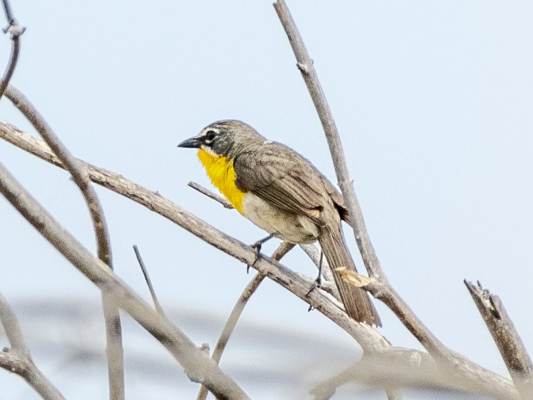 Yellow-breasted Chat - ML620594672