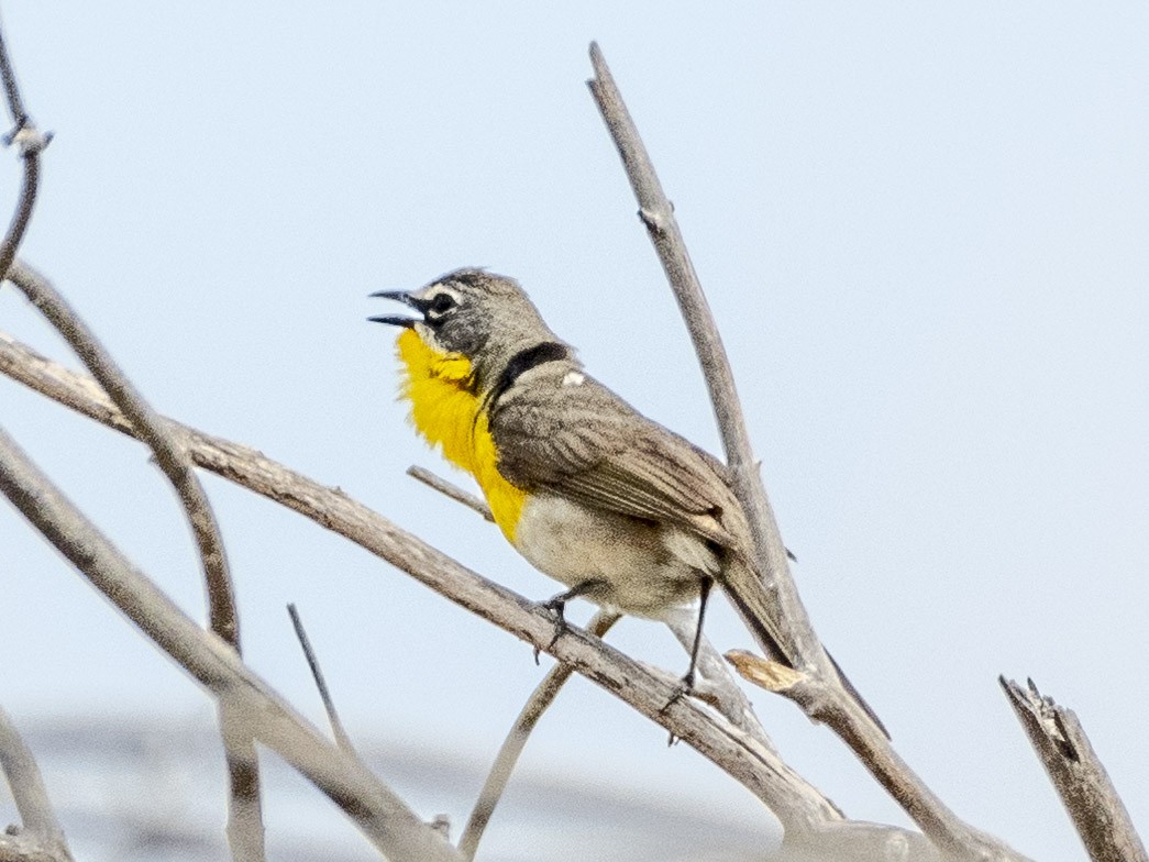 Yellow-breasted Chat - ML620594673