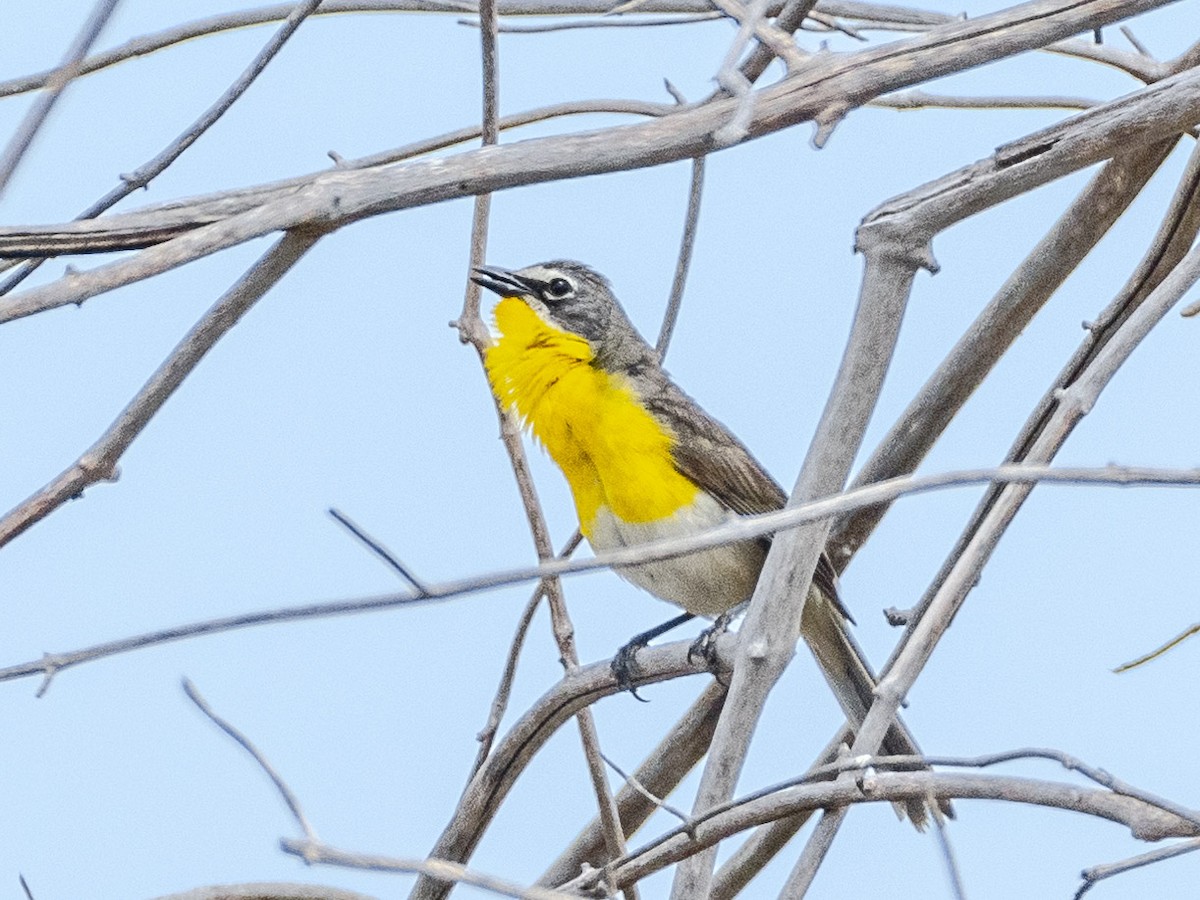 Yellow-breasted Chat - ML620594674
