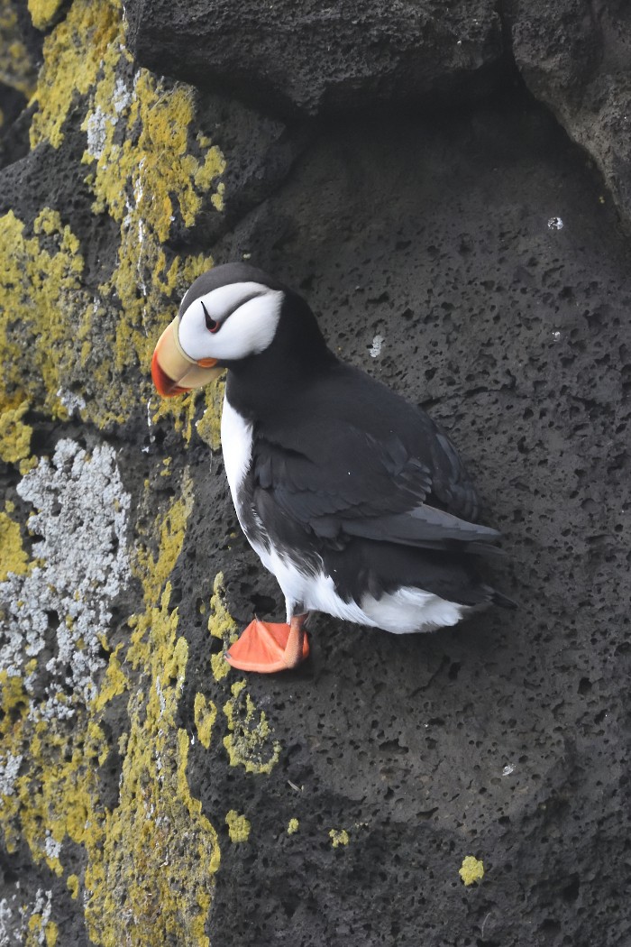 Horned Puffin - ML620594688