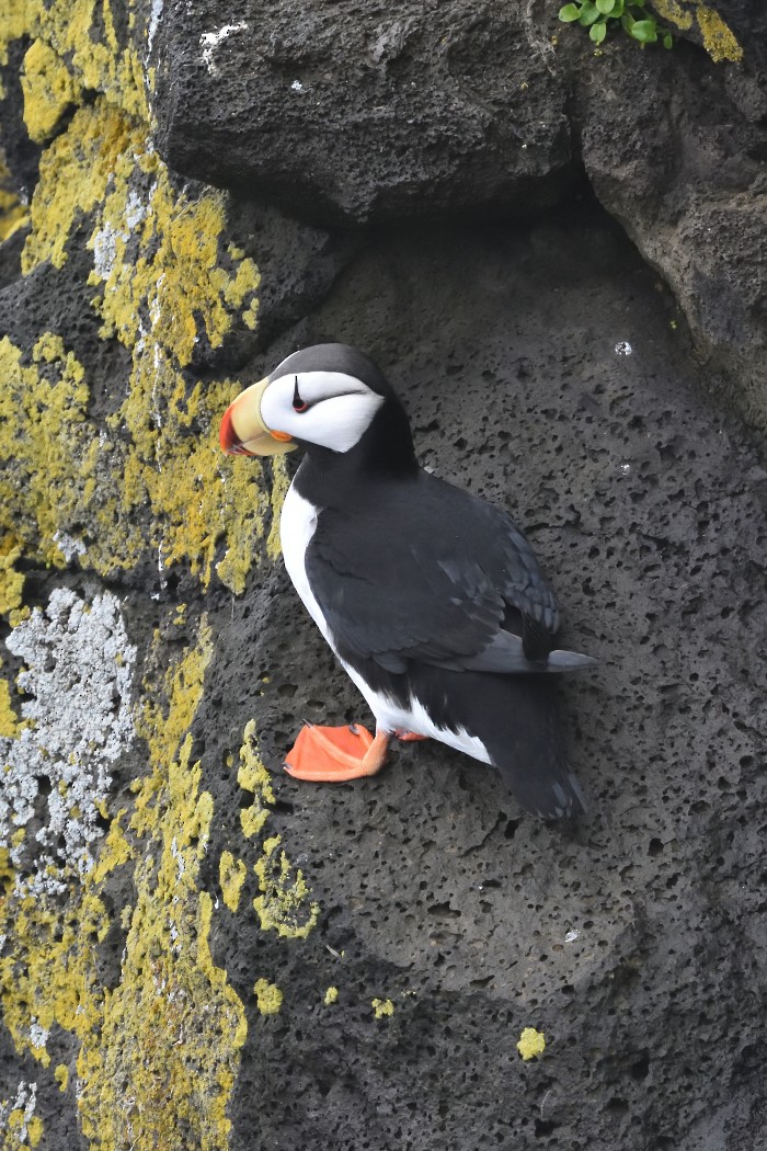 Horned Puffin - ML620594689