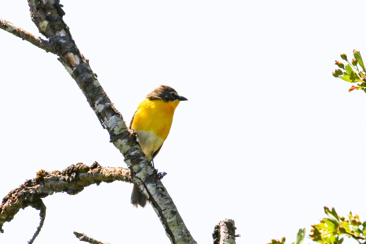 Yellow-breasted Chat - Marie O'Shaughnessy