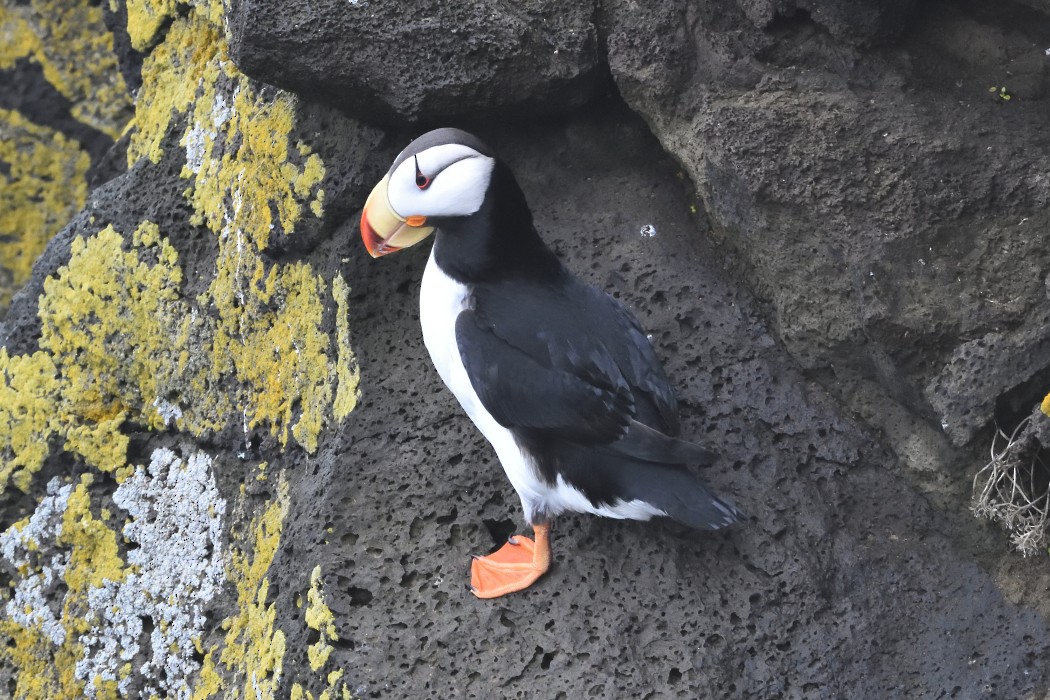 Horned Puffin - ML620594694