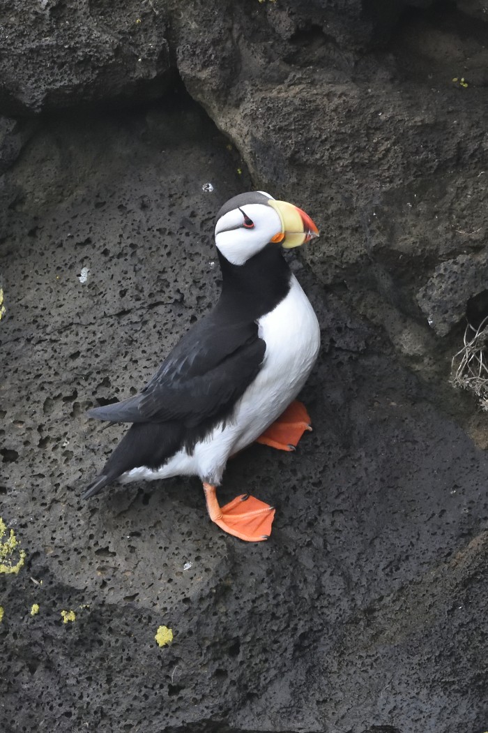 Horned Puffin - ML620594696