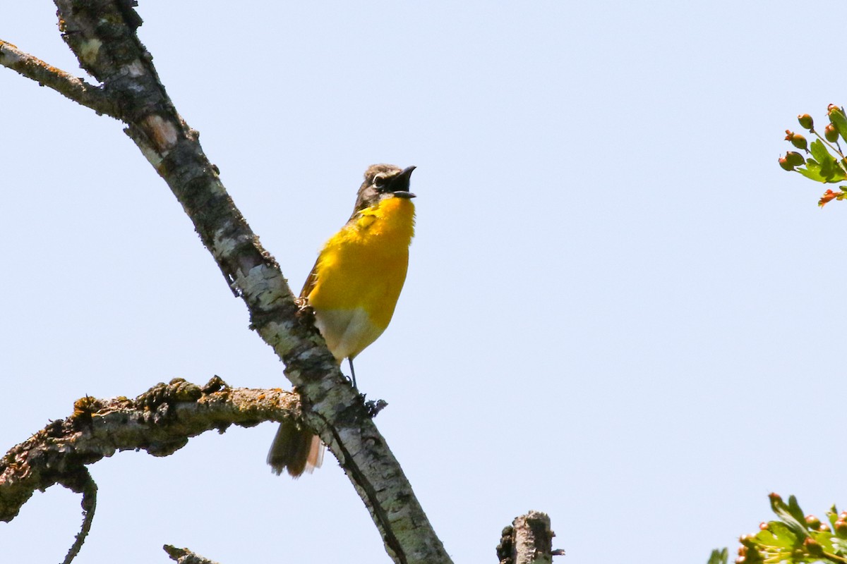 Yellow-breasted Chat - ML620594698