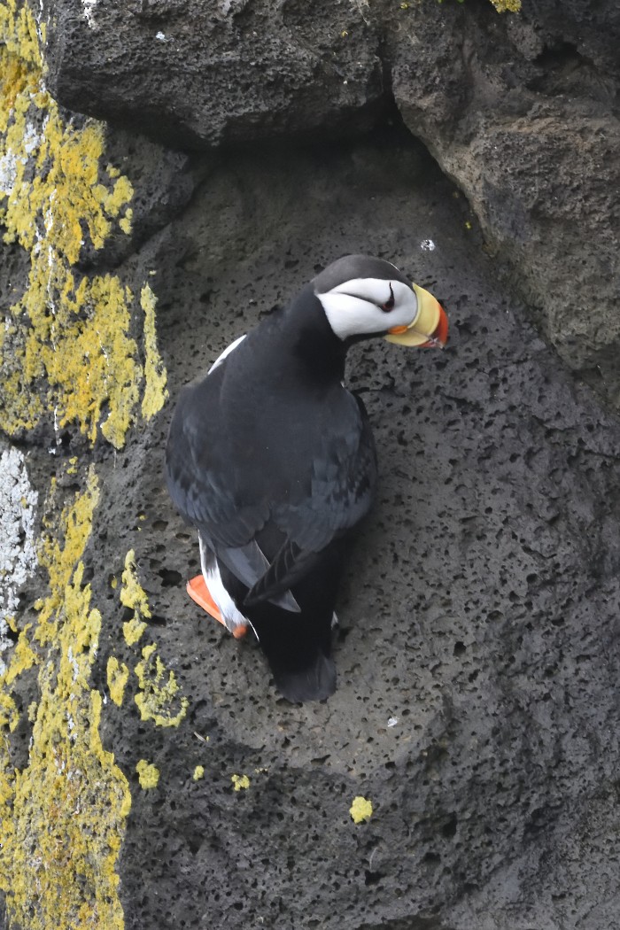 Horned Puffin - ML620594700
