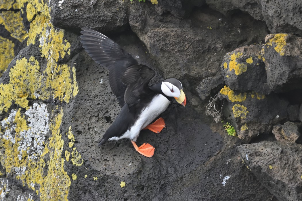 Horned Puffin - ML620594703