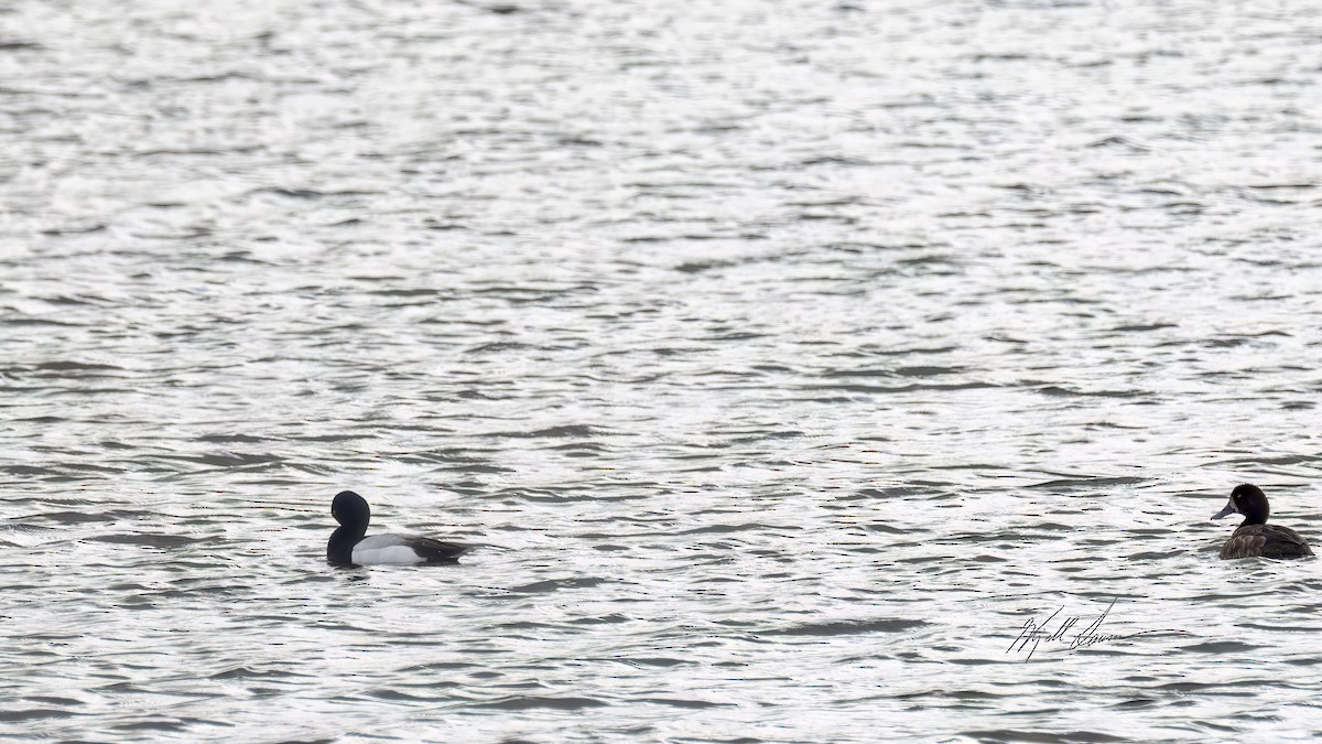 Greater Scaup - ML620594704