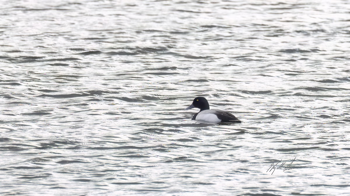 Greater Scaup - ML620594705