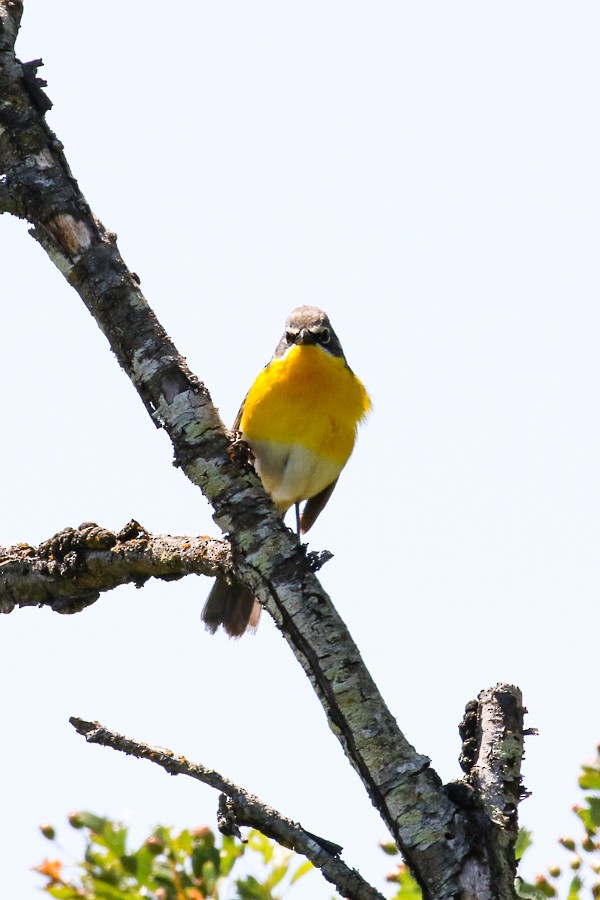 Yellow-breasted Chat - ML620594706