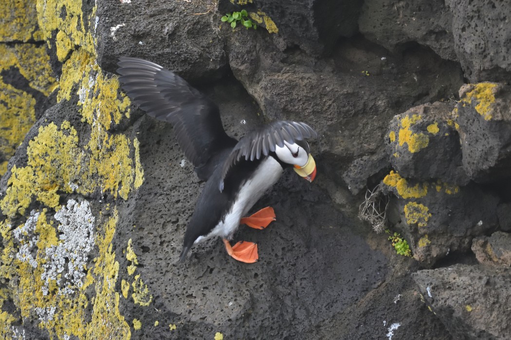 Horned Puffin - ML620594708