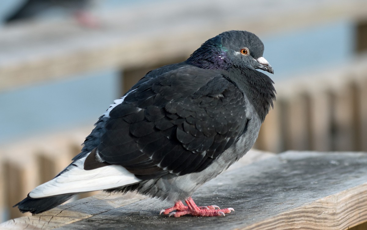 Rock Pigeon (Feral Pigeon) - ML620594755