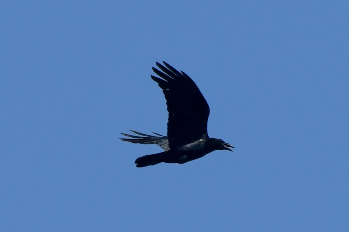 Common Raven - ML620594766