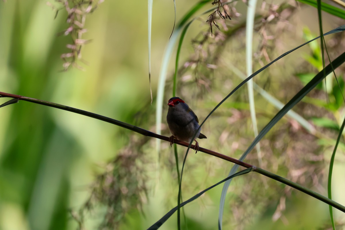 Red-browed Firetail - ML620594774