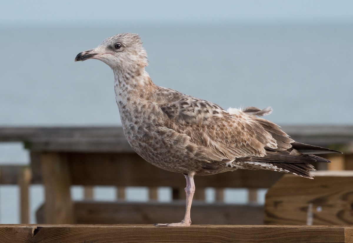 American Herring Gull - ML620594778