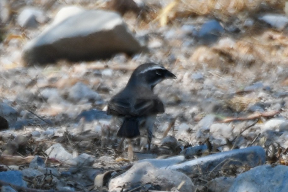 Black-throated Sparrow - ML620594779