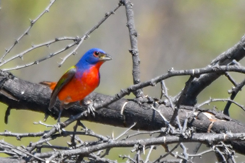 Painted Bunting - ML620594786