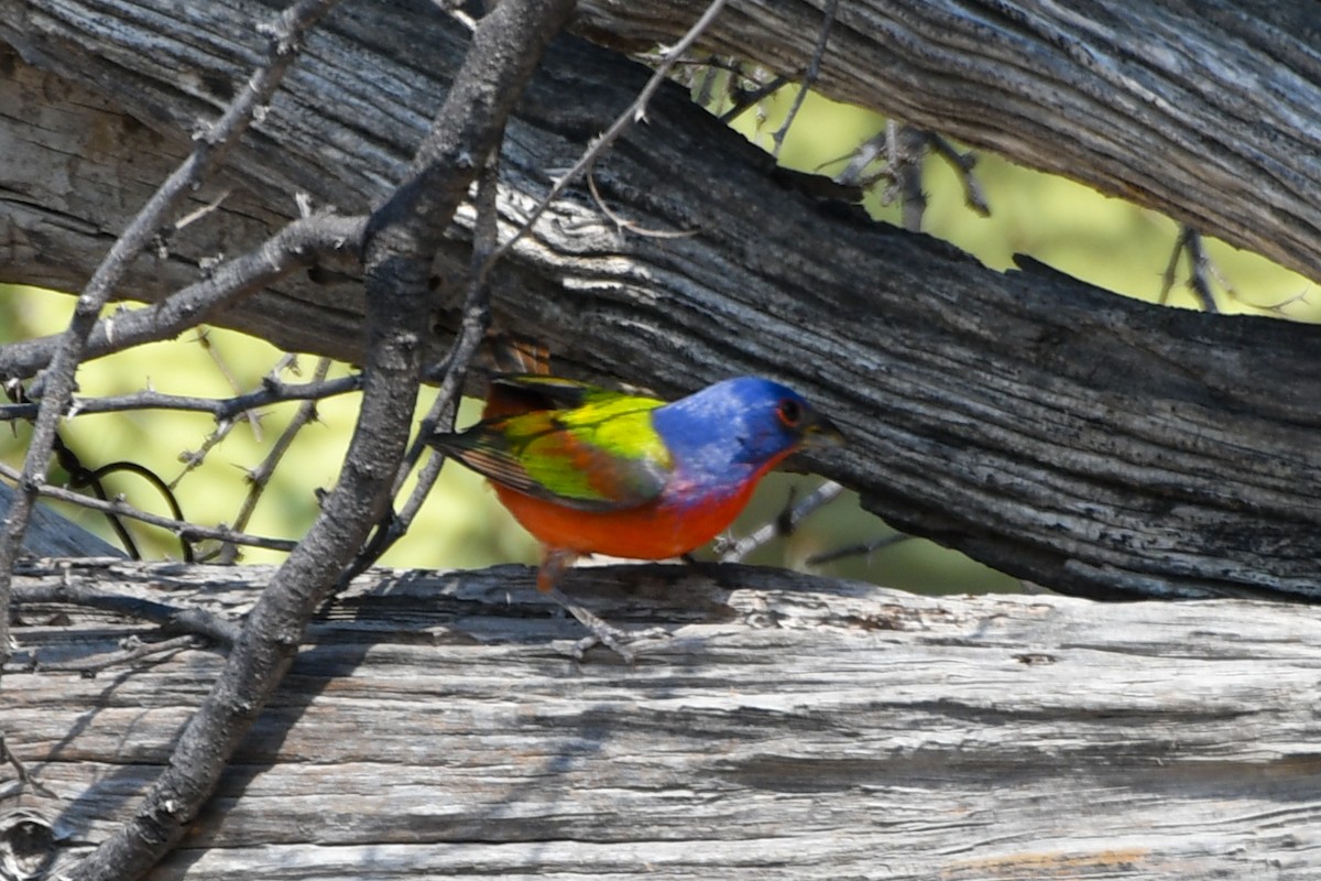 Painted Bunting - ML620594787