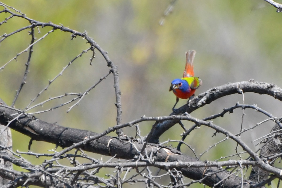 Painted Bunting - ML620594788