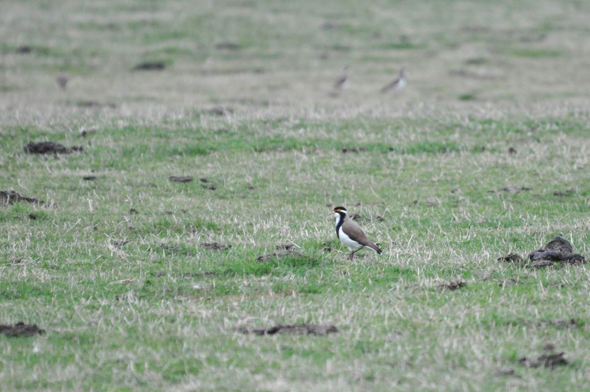 Banded Lapwing - ML620594797