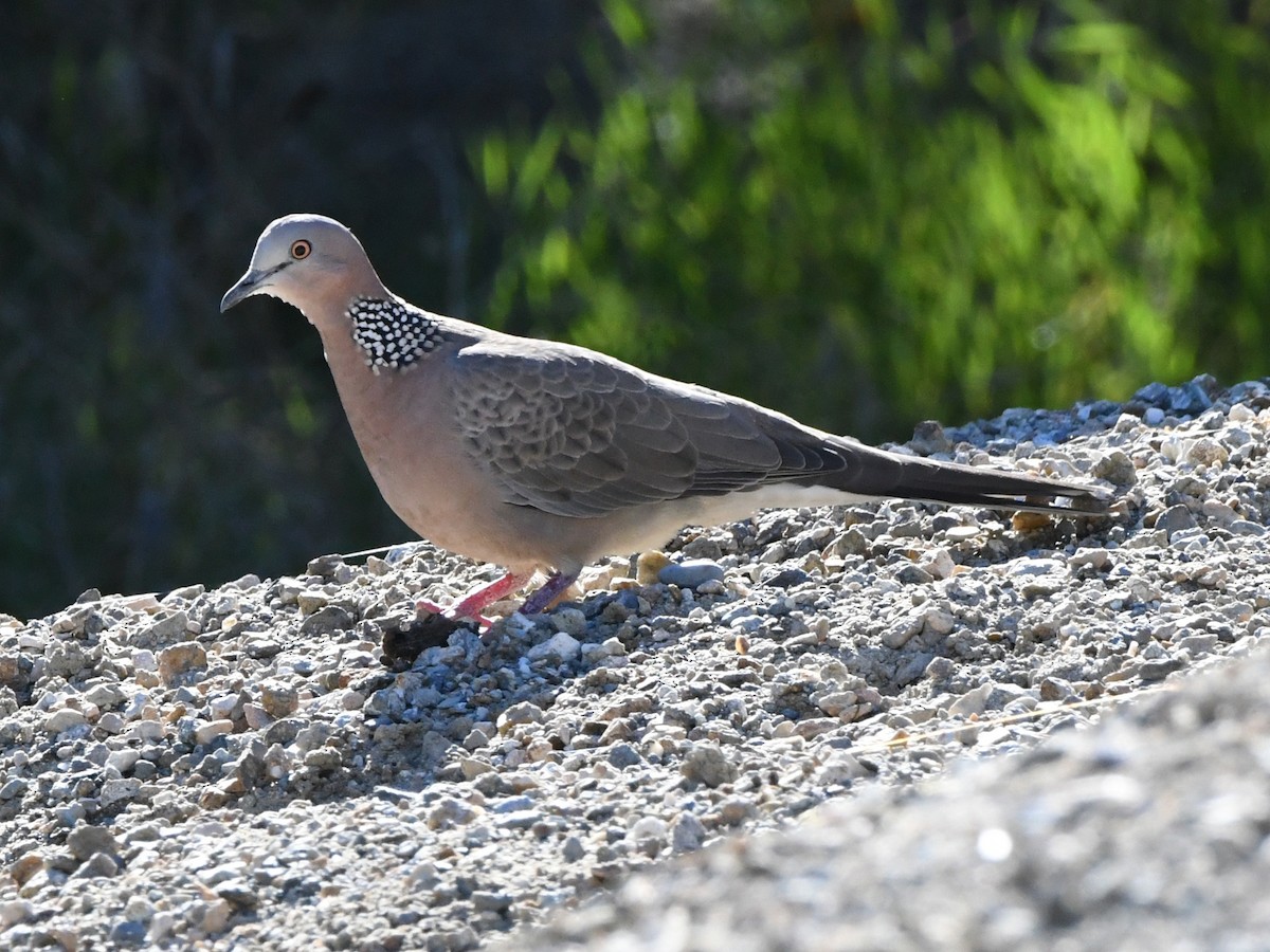 Spotted Dove - ML620594810