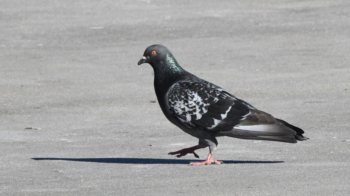 Rock Pigeon (Feral Pigeon) - ML620594812