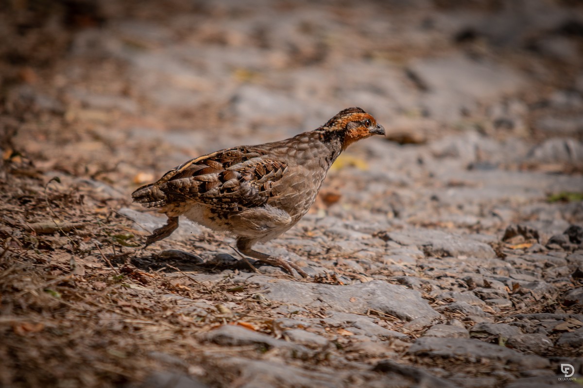 Singing Quail - ML620594814