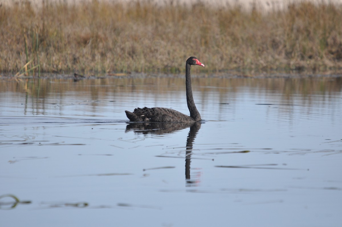 Black Swan - ML620594815