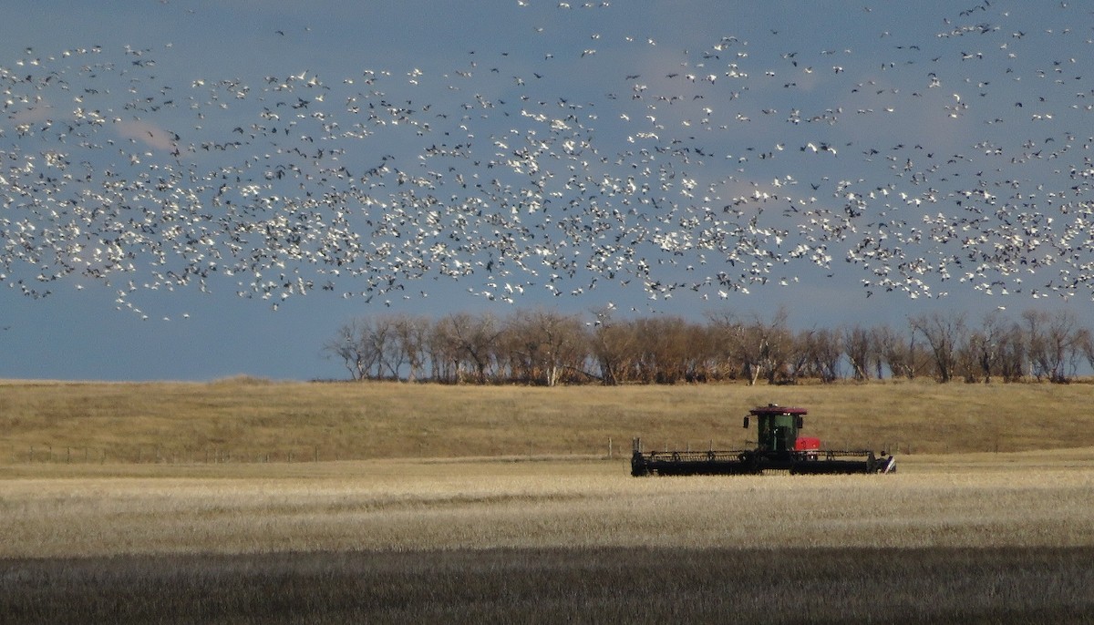 Snow Goose - ML620594821