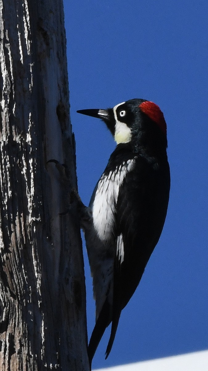 Acorn Woodpecker - Robert Scrimger