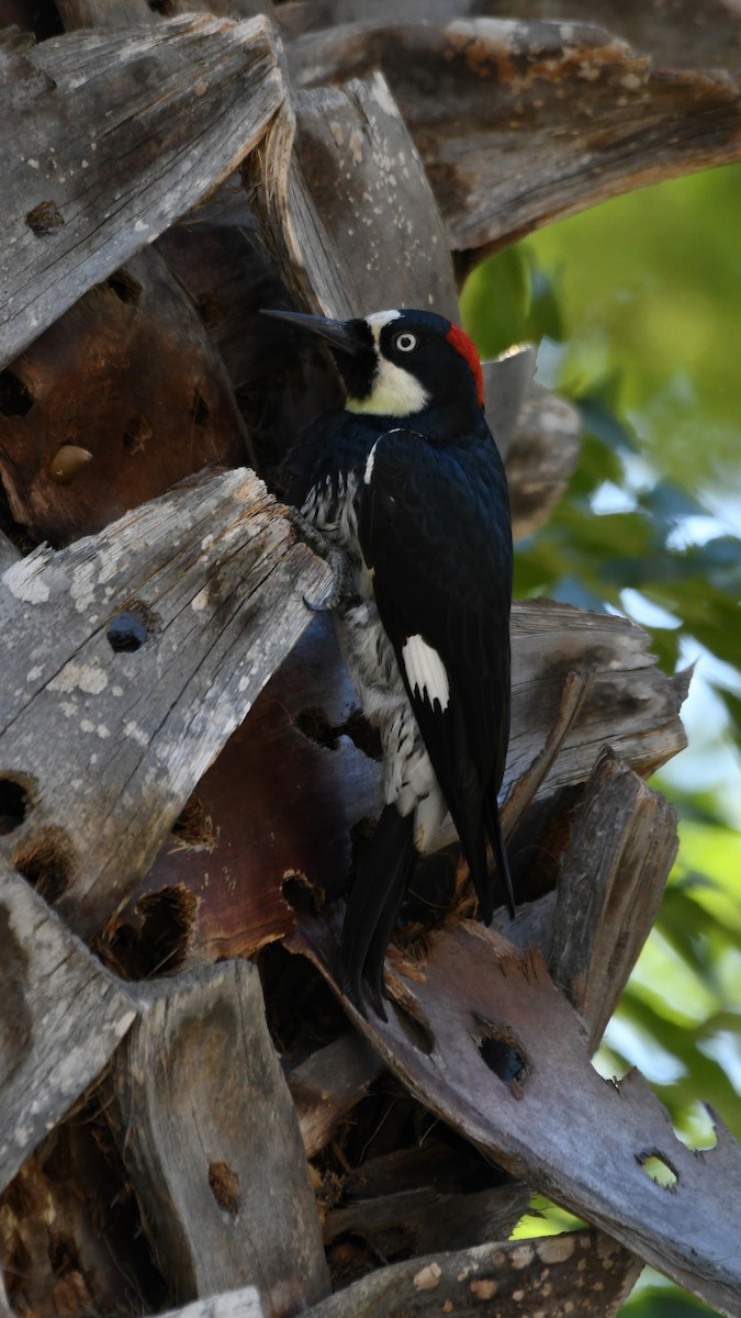 Acorn Woodpecker - ML620594825