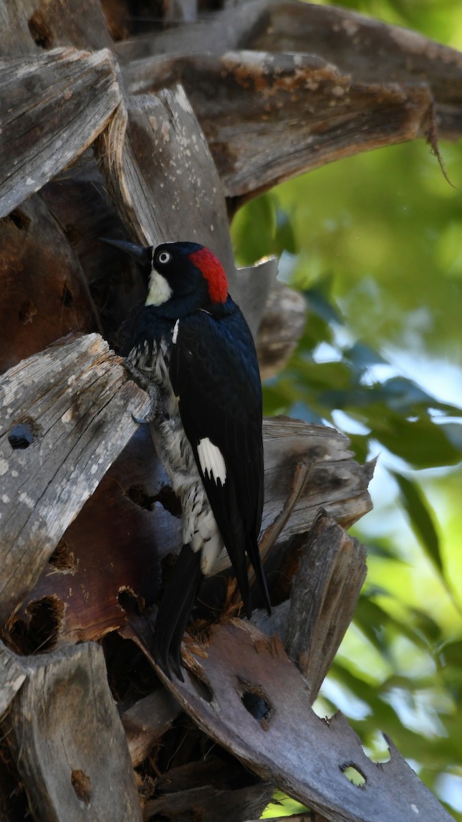 Acorn Woodpecker - ML620594826