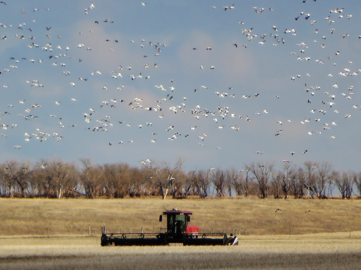 Snow Goose - ML620594828