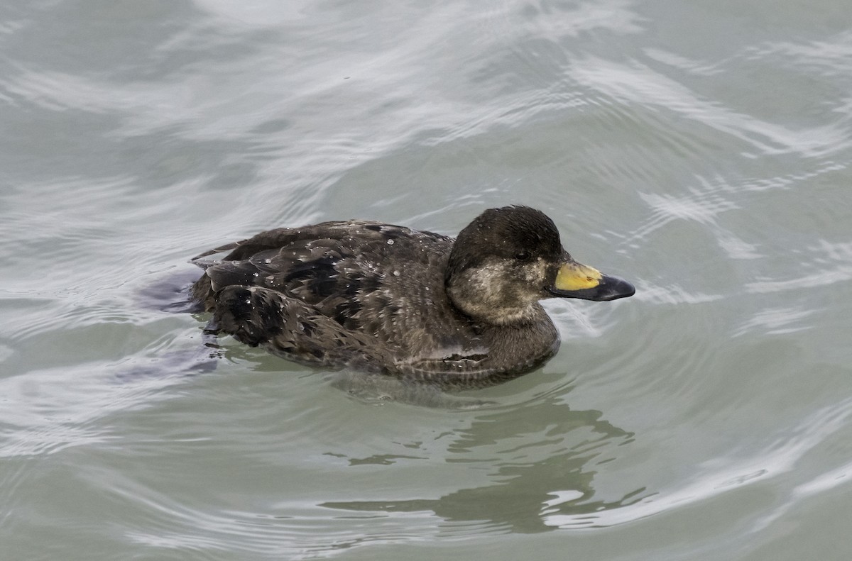 Black Scoter - ML620594836