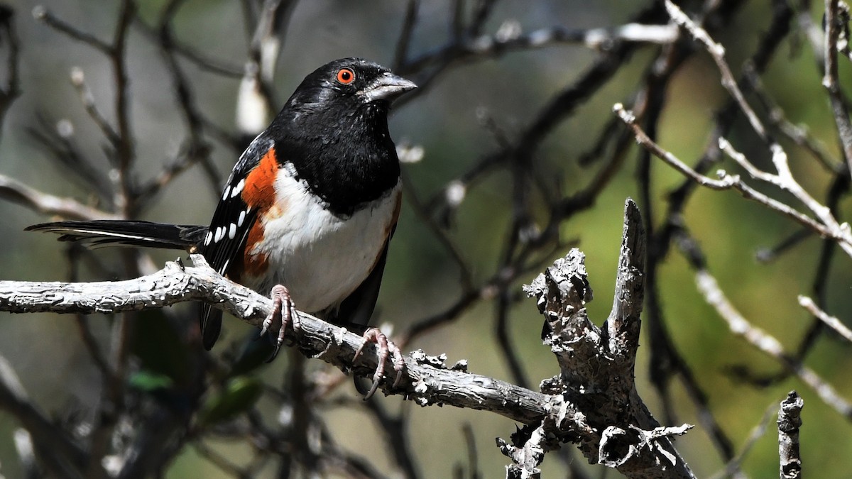 Spotted Towhee - ML620594841